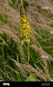 Image result for Ligularia sibirica
