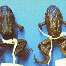 Image result for Ancistrorhynchus ovatus