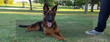 Place a free ad today! The Best Quality Imported German Shepherd Puppies For Sale Cleburne Tx