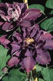 More plants african violets apples azaleas and rhododendrons beans begonias brugmansias camellias cannas carrots clematis coleus corn. 280 Clematis Sarmasik Ideen Clematis Pflanzen Clematis Pflanzen