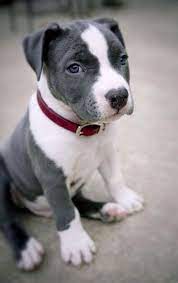 Pitbull Puppy Pitbull Puppy Puppy Sitting Pitbull Puppies
