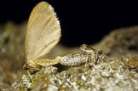 Image result for Operophtera brumata