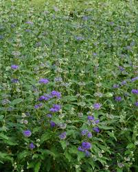 Image result for Caryopteris odorata