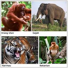 Bagaimana tidak, jumlah flora dan fauna indonesia tersebut semakin berkurang setiap harinya. Persebaran Flora Dan Fauna Di Wilayah Indonesia Artikel Lengkap Kampung Ilmu Artikel Motivasi Motivasi Belajar Materi Pelajaran
