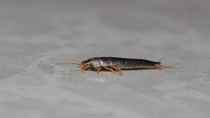 On the other hand, some house bugs are actually a sign of infestation or unsanitary conditions. Can Silverfish Live Or Swim In Water Terminix