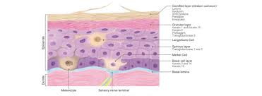 Merkel cells are types of cells in the upper layer of the skin. Epidermal Cells Genetex