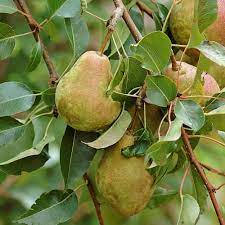 Saved by the home depot. Unbranded Keifer Pear Tree Peakeibp The Home Depot Pear Trees Pear Pear Varieties