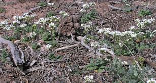 Image result for Tacazzea rosmarinifolia