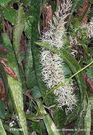 Image result for Sansevieria hyacinthoides