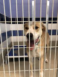 Jun 08, 2021 · washington, d.c. Maintaining No Kill Status Will Require Community Support As Intake Outpaces Adoptions At Austin Animal Center Community Impact