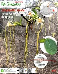 Image result for Strophanthus kombe