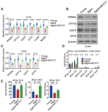 5-Heptadecylresorcinol Improves Aging-Associated Hepatic Fatty Acid  Oxidation Dysfunction via Regulating Adipose Sirtuin 3