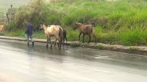 Resultado de imagem para imagens de animais soltos em Baixo Guandu