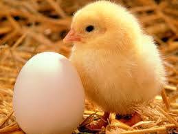 Baby Chickens Live Cam Home Facebook