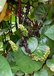 Image result for Basella alba