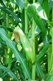 Https Xn Vekaa9723al3ljhe56ct2b03tfl0bur0a Xyz P 5107