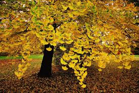 Image result for Ginkgo biloba