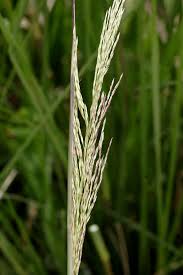 Image result for Chrysopogon