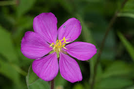 Image result for Heterotis amplexicaulis