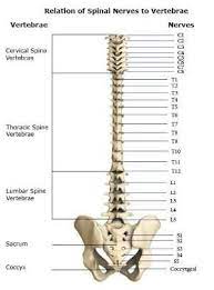 Vertabrae Of The Spine Foot In Part Of The Pelvis Relation Of Spinal Nerves To Vertebrae By Esperanza Anatomy Bones Spinal Nerve Medical Anatomy