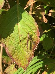 The adults have thick, cylindrical black or metallic blue bodies from 2.5 to 4 cm long. Nature News Many Wasps Are Sting Less Harmless Pollinators