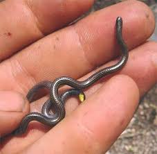 8 Types Unique Snakes In The World Snake Facts Small Pets Animals Of The World