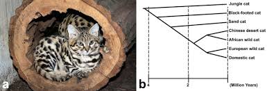 It is listed vulnerable on the iucn red list. Early Onset Progressive Retinal Atrophy Associated With An Iqcb1 Variant In African Black Footed Cats Felis Nigripes Scientific Reports