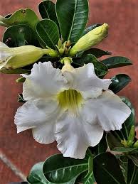 Image result for Hermbstaedtia fleckii