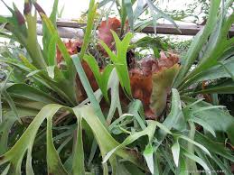 Image result for parožnatka Platycerium