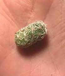 Next, the cuttings can be. How To Easily Root And Propagate A Cactus Step By Step Succulent Plant Care