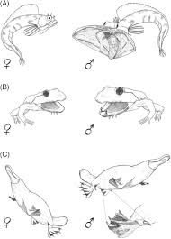 Mac адреса 600292 выделены компании pegatron corporation mac адреса 0000fd выделены компании high level hardware mac. Intrasexually Selected Weapons Rico Guevara 2019 Biological Reviews Wiley Online Library