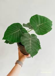 Image result for Justicia petiolaris