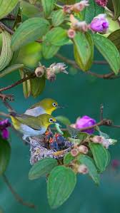 Welcome special guest Ruddy Kingfisher, nickname Ferrari, arrived Taiwan,  歡迎外號法拉利的稀有過境鳥赤翡翠來到台灣💐