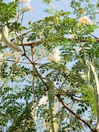 Miracle Drumstick Tree Moringa Oleifera Moringa Oleifera Tree Moringa Tree Moringa
