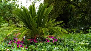 If the plant is in ground, make sure the soil is freely draining. King Sago Palm Tree Just Fruits And Exotics