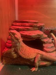 I Haven'T Had A Uvb Bulb On My Bearded Dragon For About 5 Months And It'S  Pretty Small Still Only Shed Once But I Just Got One. Will It Still Be Full