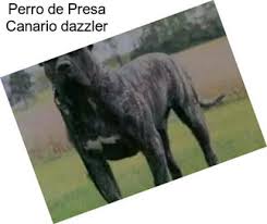 Maybe you would like to learn more about one of these? Guard Dogs Presa Canario For Sale In Pennsylvania Agriseek Com