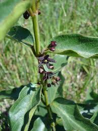 Image result for Vincetoxicum