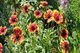 Maybe you would like to learn more about one of these? The Best Plants For Landscaping Around Your Pool