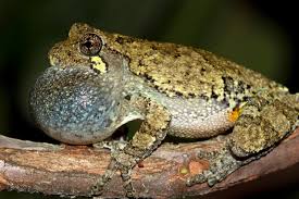 Image result for Cryptolepis hypoglauca