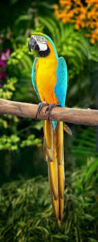 Blue And Gold Macaw Pet Birds Tropical Birds Animals