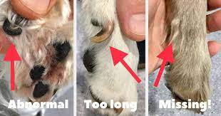 Dog Dew Claws Injuries Trimming Removal Walkerville Vet