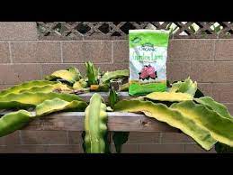 How To Raise Soil Ph To Alkaline Level For Dragon Fruit Youtube How To Grow Dragon Fruit Dragon Fruit Plant Dragon Fruit