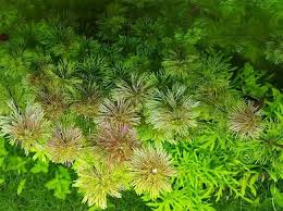 Image result for Limnophila bangweolensis