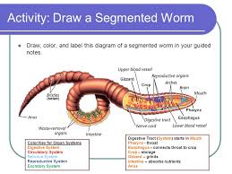 Label this diagram of an annelid and identify its class (oligochaeta, polychaeta, or hirudinea). Worms Flatworms Roundworms And Segmented Worms Science7 Ppt Video Online Download