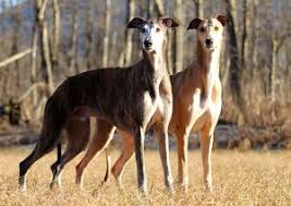Greyhound hund silhuet med dyr, pattedyr og hunde. Der Greyhound Der Schnellste Windhund