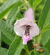 How To Grow Sesame Seed Plants From Shop Bought Sesame Seeds Planting Seeds Sesame Seeds Planting Flowers