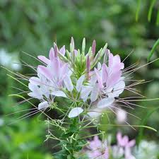 Image result for Cleome schimperi