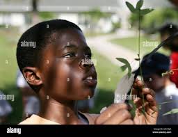 The palm beach story hi-res stock photography and images