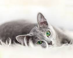 Maybe you would like to learn more about one of these? Finest Quality Pet Supplies Pet Food In Dubai Pet S Delight
